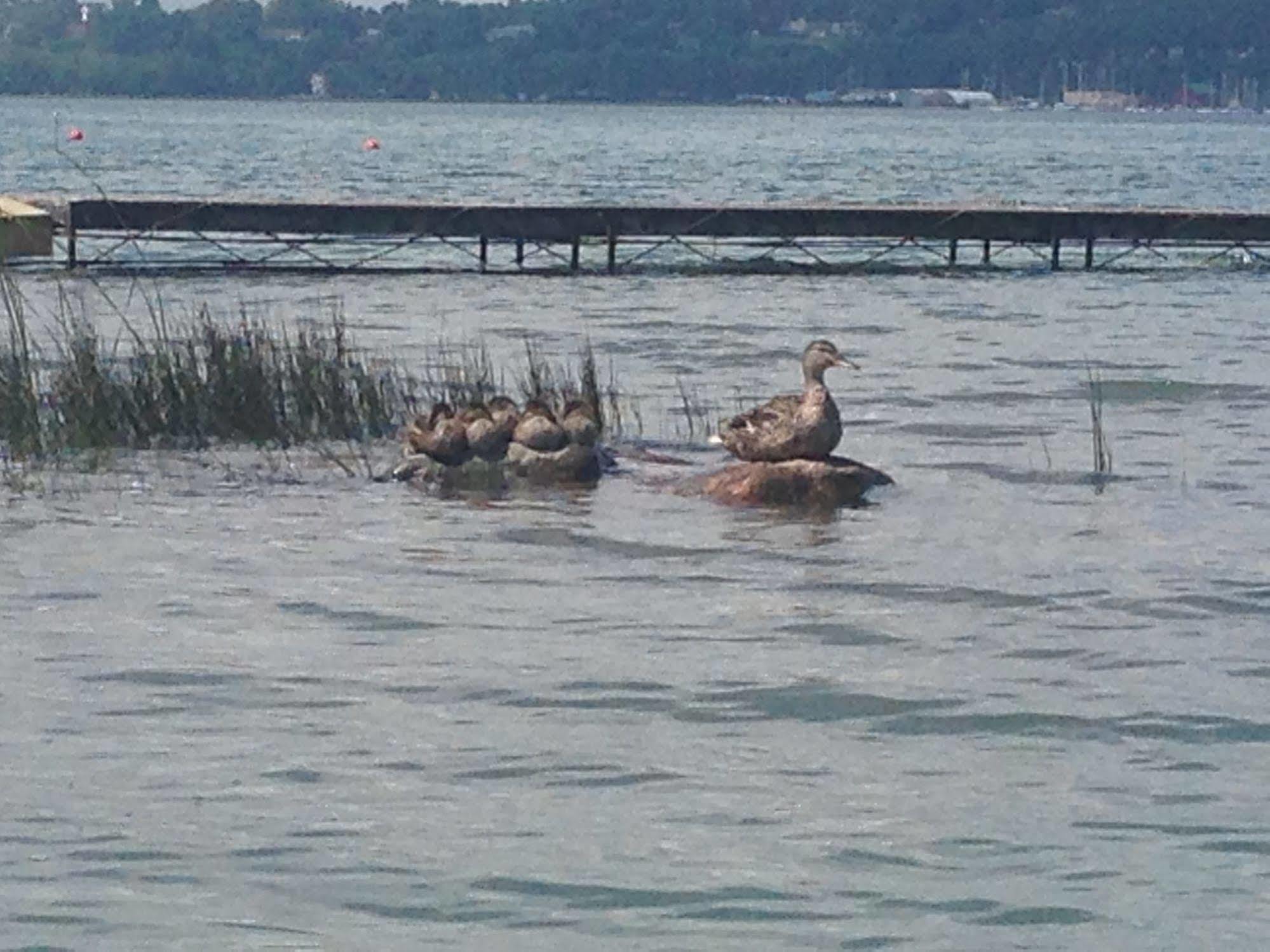 N' This On The Bay -Vacation Suite Wiarton Esterno foto