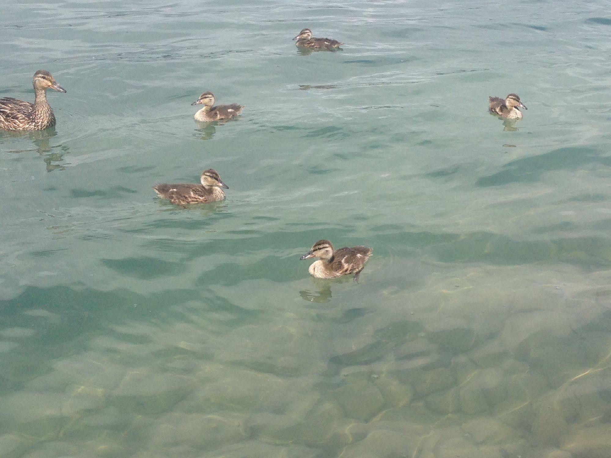 N' This On The Bay -Vacation Suite Wiarton Esterno foto